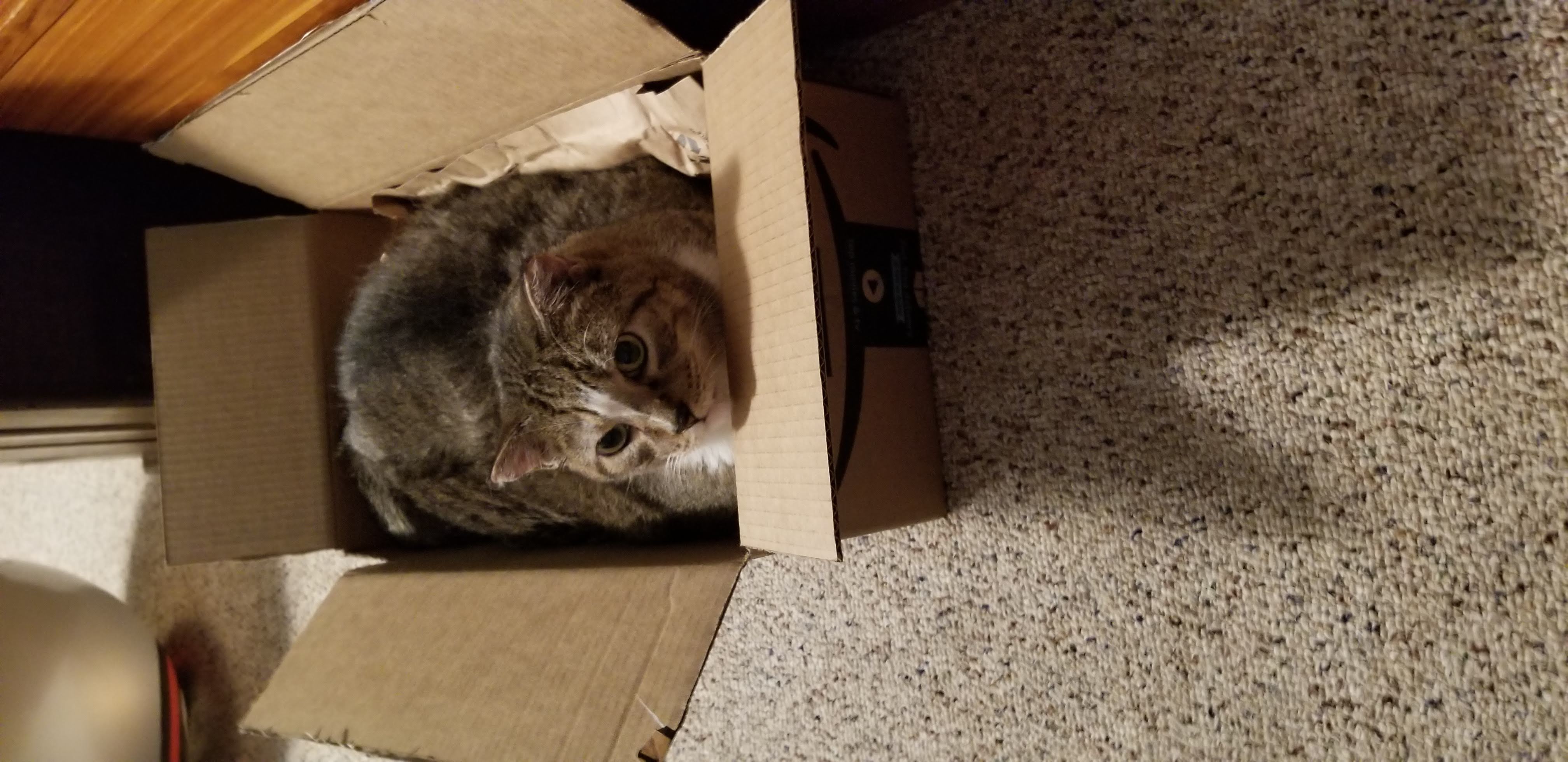My cat in a box